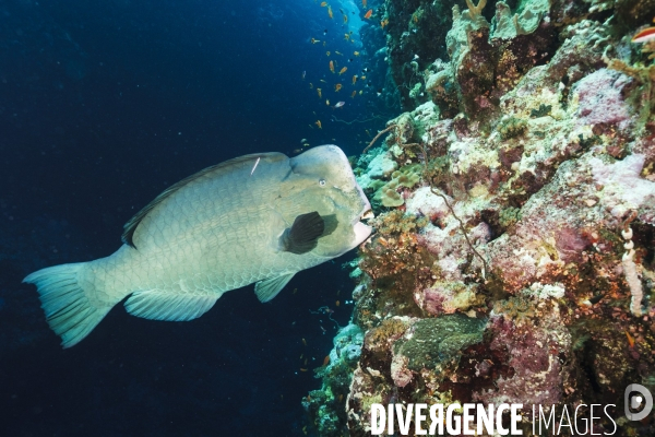 Biodiversite et plongee sous marine en mer Rouge