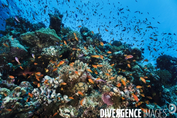 Biodiversite et plongee sous marine en mer Rouge