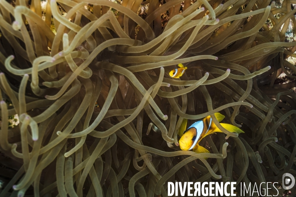 Biodiversite et plongee sous marine en mer Rouge