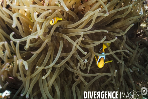 Biodiversite et plongee sous marine en mer Rouge