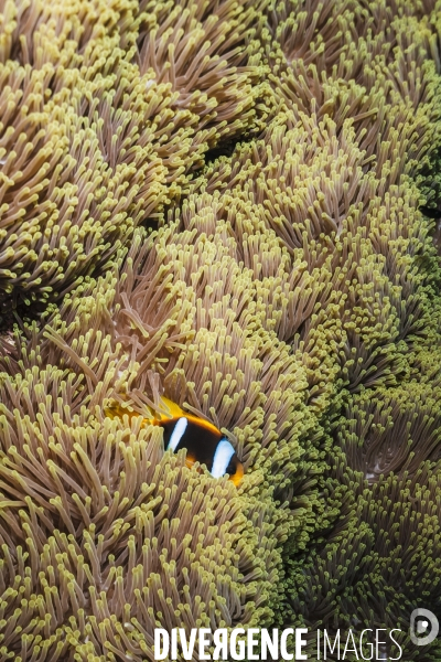 Biodiversite et plongee sous marine en mer Rouge