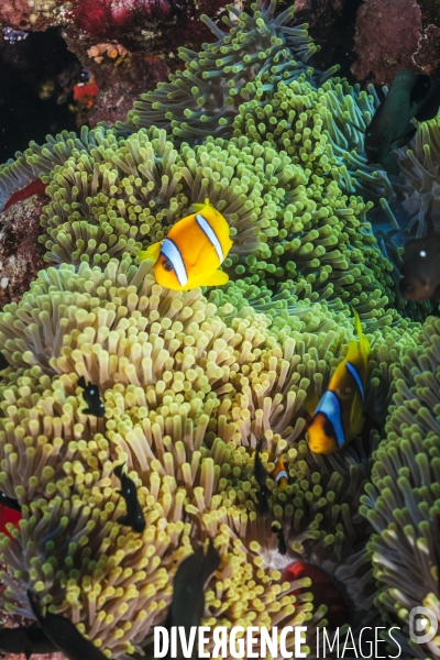 Biodiversite et plongee sous marine en mer Rouge