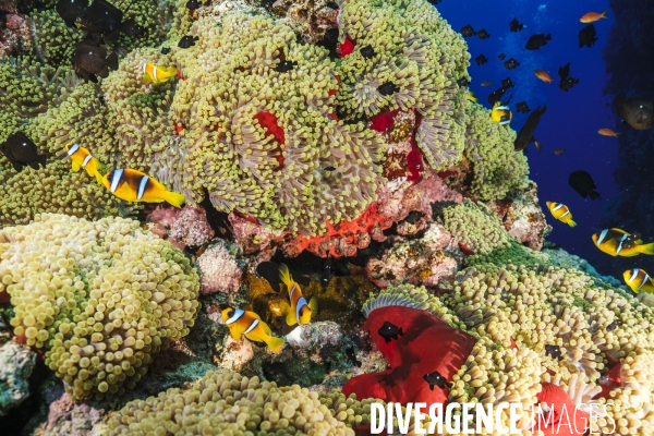 Biodiversite et plongee sous marine en mer Rouge