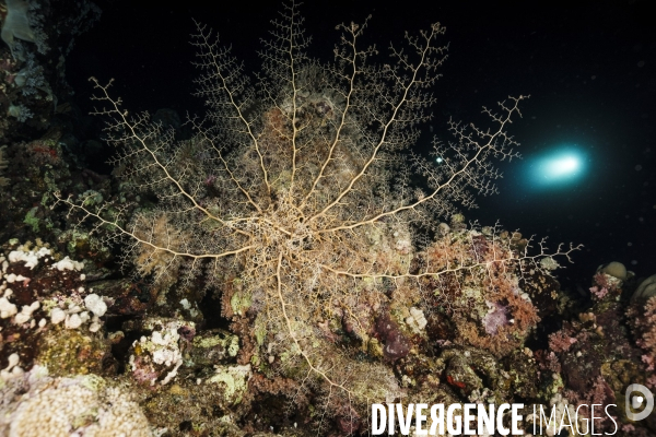 Biodiversite et plongee sous marine en mer Rouge