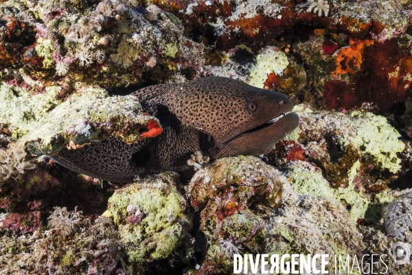 Biodiversite et plongee sous marine en mer Rouge