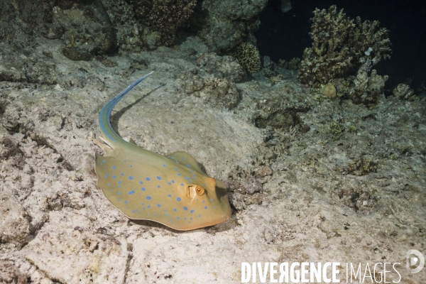 Biodiversite et plongee sous marine en mer Rouge