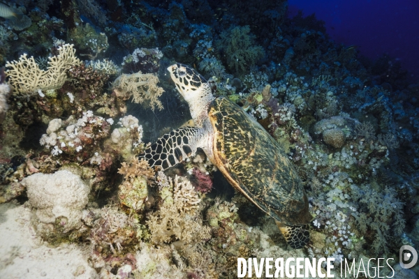 Biodiversite et plongee sous marine en mer Rouge
