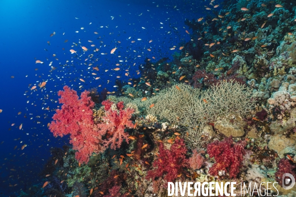 Biodiversite et plongee sous marine en mer Rouge