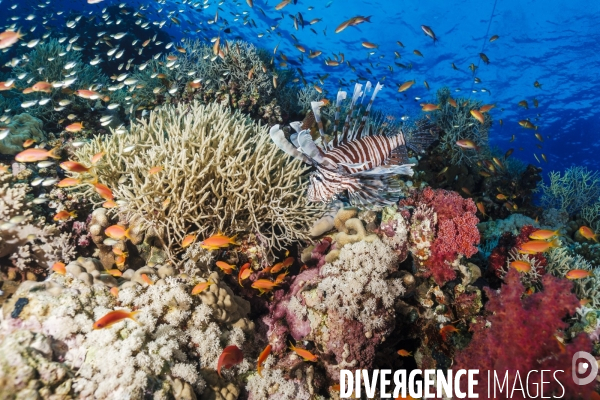 Biodiversite et plongee sous marine en mer Rouge