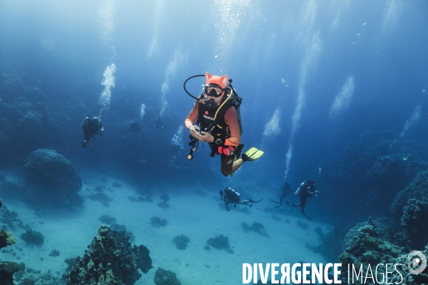 Biodiversite et plongee sous marine en mer Rouge