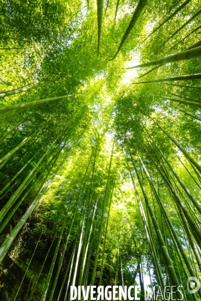 Meigetsu-in le temple aux hortensias