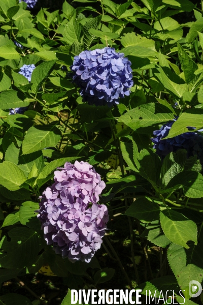 Meigetsu-in le temple aux hortensias