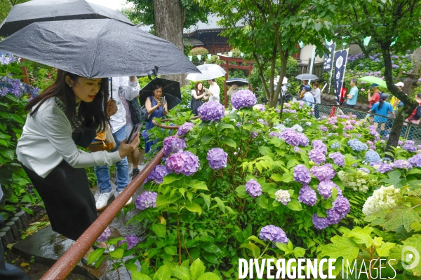 Festival des hortensias de bunkyo tokyo