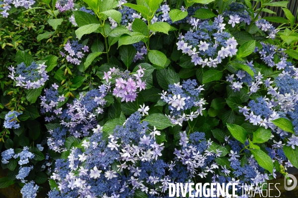Festival des hortensias de bunkyo tokyo