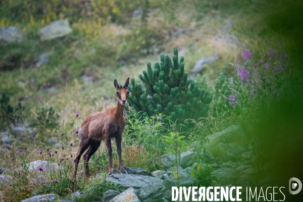 Randonnee sur le gr10