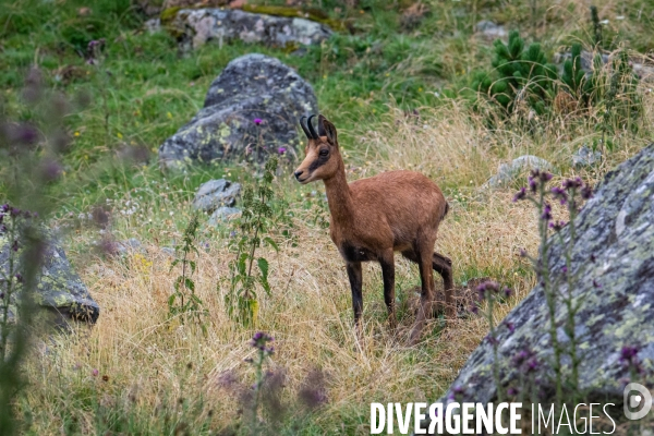 Randonnee sur le gr10