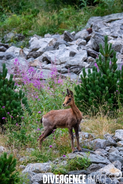 Randonnee sur le gr10