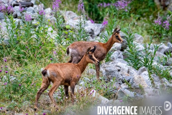 Randonnee sur le gr10