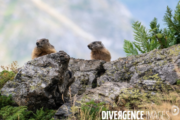 Randonnee sur le gr10