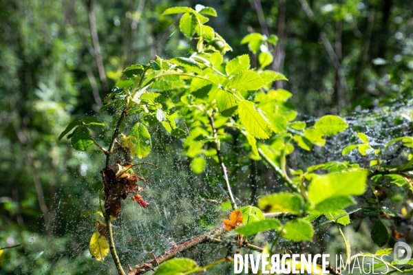 Randonnee sur le gr10