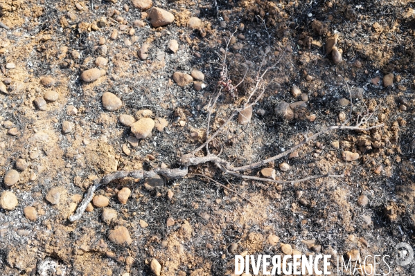 Incendies Saint-Laurent-de-la-Cabrerisse