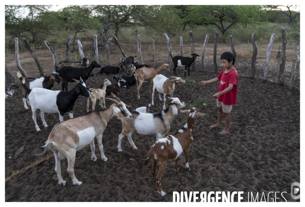Colombie - wayuu - guajira - perico