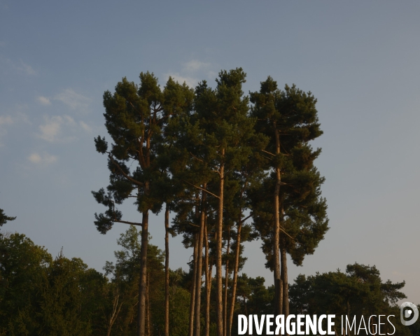 Pin sylvestre