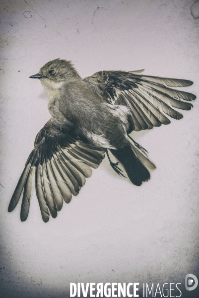 Piaf Story (et paf le piaf)