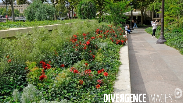 La foret urbaine du parvis de l  hotel de ville #02