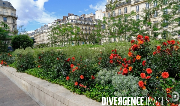 La foret urbaine du parvis de l hotel de ville #02