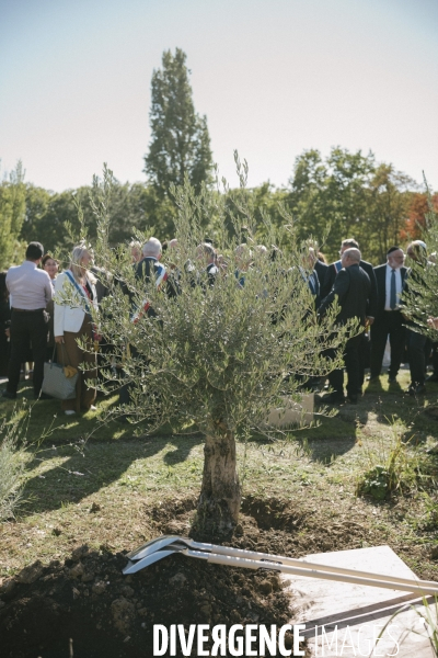 Des oliviers en mémoire d Ilan Halimi