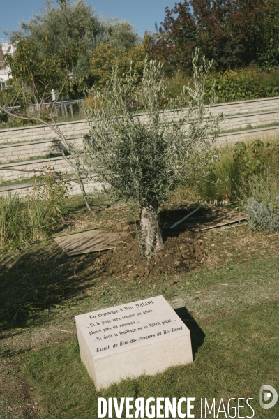 Des oliviers en mémoire d Ilan Halimi
