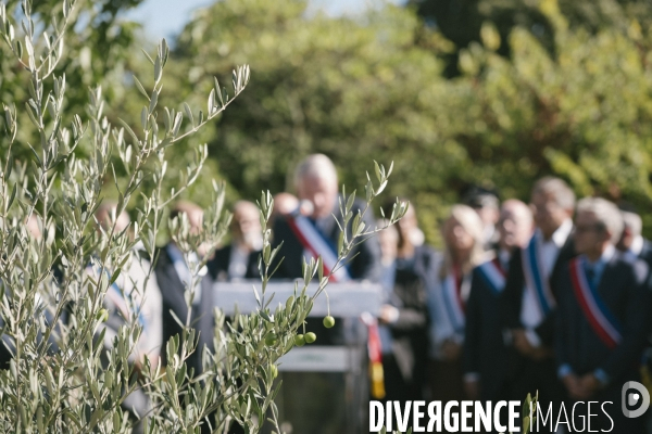 Des oliviers en mémoire d Ilan Halimi