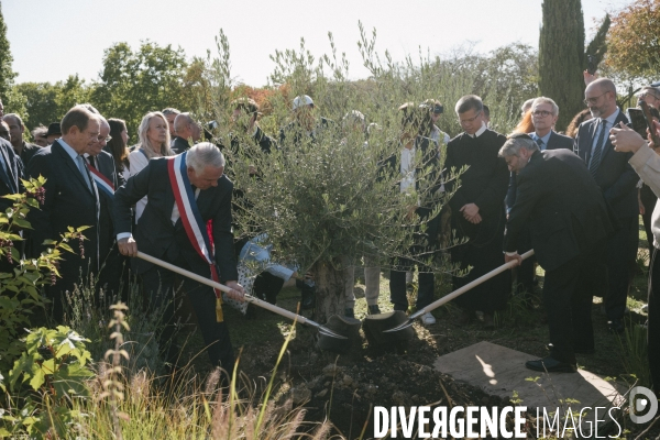 Des oliviers en mémoire d Ilan Halimi