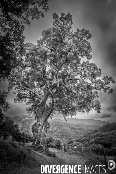 Le Vieux chene liège