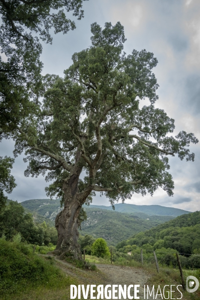 Le Vieux chene liège