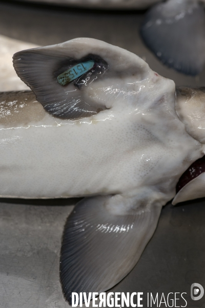 Caviar de France, Moulin de la Cassadote, Biganos (33)