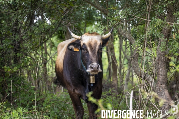 Elevage et Débroussaillage contre le feu
