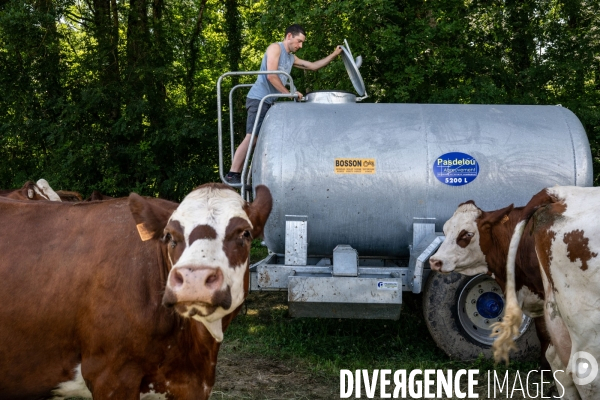 Haute Savoie : de l éleveur au producteur de fromage d Abondance.