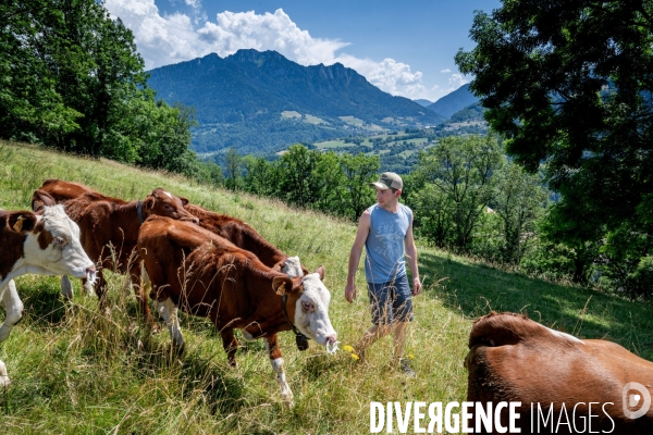 Haute Savoie : de l éleveur au producteur de fromage d Abondance.