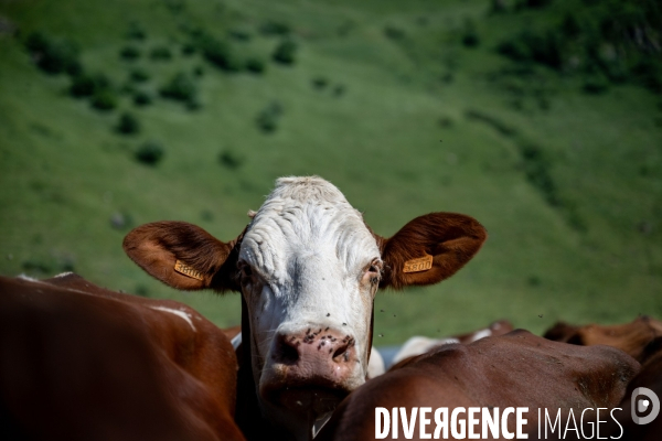 Haute Savoie : de l éleveur au producteur de fromage d Abondance.