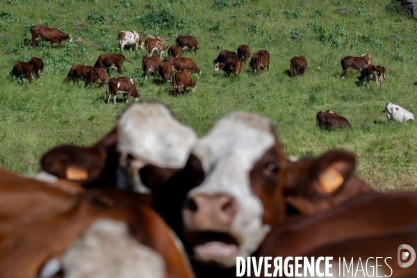 Haute Savoie : de l éleveur au producteur de fromage d Abondance.