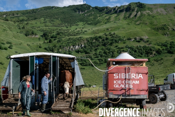 Haute Savoie : de l éleveur au producteur de fromage d Abondance.
