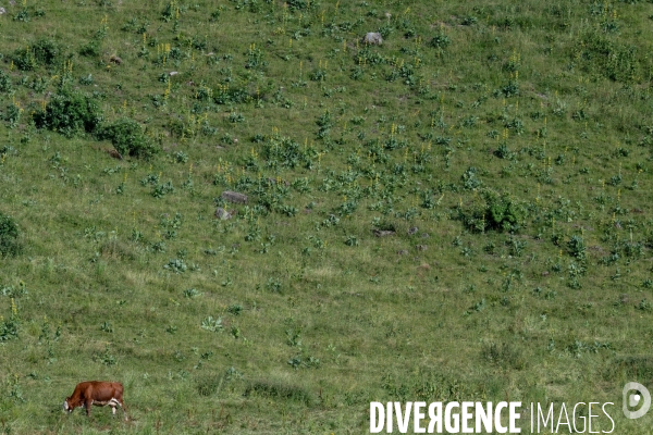 Haute Savoie : de l éleveur au producteur de fromage d Abondance.