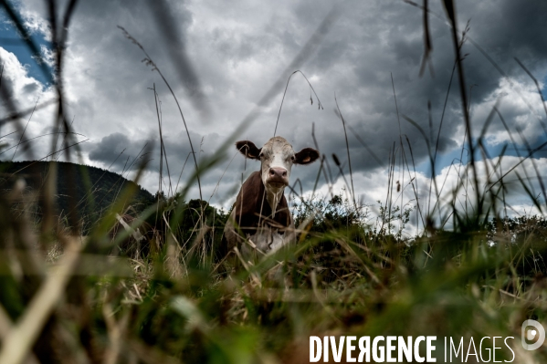 Ain : du paturage à la production de Comté.