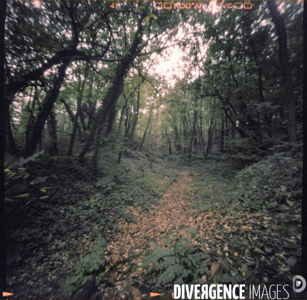 Automne Foret Bois