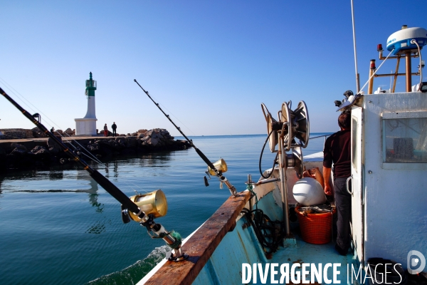 Peche durable du thon rouge de ligne en mediterranee