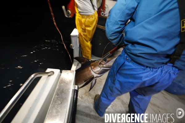 Peche durable du thon rouge de ligne / palangre en méditerranee