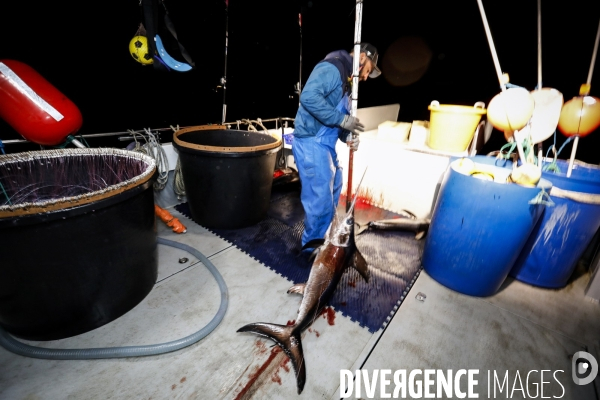 Peche durable du thon rouge de ligne / palangre en méditerranee