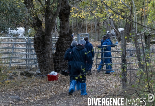 Dematose bovine. L abattage quand même
